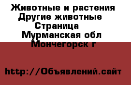 Животные и растения Другие животные - Страница 2 . Мурманская обл.,Мончегорск г.